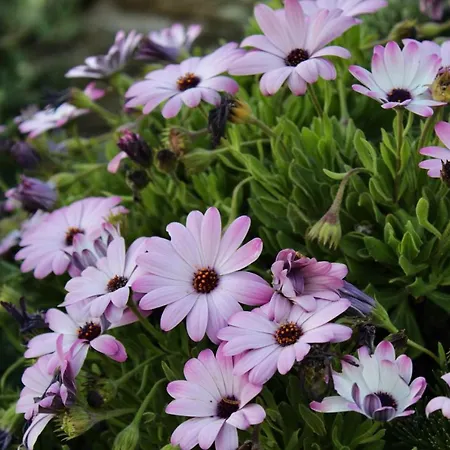 Вилла Newly Built Spectacular Sunset At St. John, Mykonos *