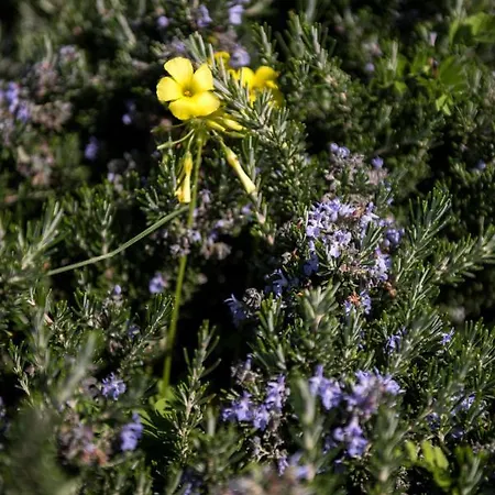 Newly Built Spectacular Sunset At St. John, Mykonos *
